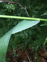 Attēlu rezultāti vaicājumam “Milium effusum leaf”