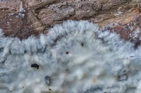 Attēlu rezultāti vaicājumam “Radulomyces confluens”