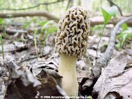 Attēlu rezultāti vaicājumam “Morchella esculenta”