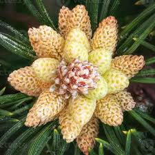Attēlu rezultāti vaicājumam “Pinus mugo male flower”