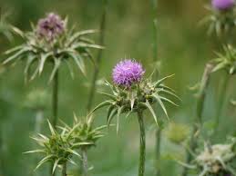 Image result for Silybum marianum