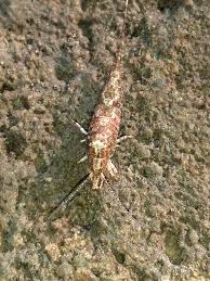 Attēlu rezultāti vaicājumam “Machilidae”