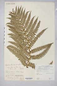 Attēlu rezultāti vaicājumam “Dryopteris filix-mas”