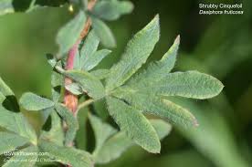 Attēlu rezultāti vaicājumam “Pentaphylloides fruticosa leaf”
