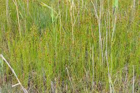 Attēlu rezultāti vaicājumam “Rhynchospora fusca”