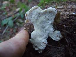 Attēlu rezultāti vaicājumam “Tyromyces chioneus”