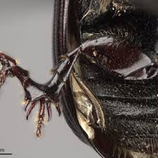 Attēlu rezultāti vaicājumam “Aphodius subterraneus”