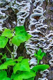 Attēlu rezultāti vaicājumam “Oxyporus”