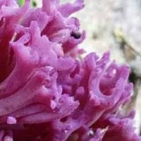 Attēlu rezultāti vaicājumam “Clavaria zollingeri”