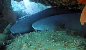 Image result for Ginglymostoma unami