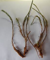 Attēlu rezultāti vaicājumam “Polytrichum strictum”