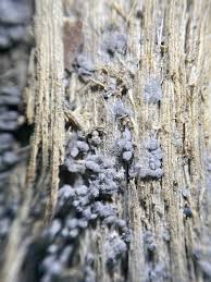 Attēlu rezultāti vaicājumam “Arcyria cinerea stalked”