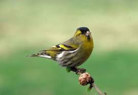Attēlu rezultāti vaicājumam “Carduelis spinus male”