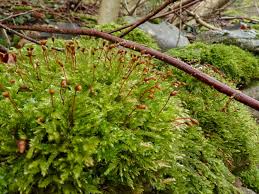 Attēlu rezultāti vaicājumam “Eurhynchium striatum”