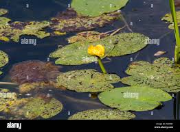 Attēlu rezultāti vaicājumam “Nuphar lutea leaf”