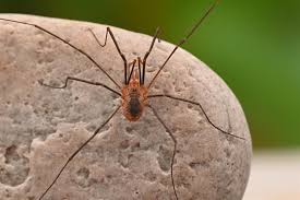 Attēlu rezultāti vaicājumam “Phalangium opilio”