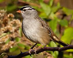 Image result for Zonotrichia leucophrys