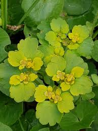 Attēlu rezultāti vaicājumam “Chrysosplenium alternifolium flower”