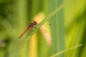 Attēlu rezultāti vaicājumam “Sympetrum sanguineum male”