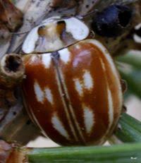 Attēlu rezultāti vaicājumam “Myzia oblongoguttata”