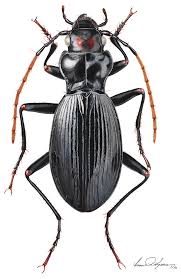 Attēlu rezultāti vaicājumam “Nebria livida”