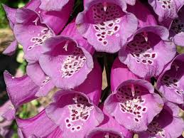Attēlu rezultāti vaicājumam “Digitalis purpurea flower”