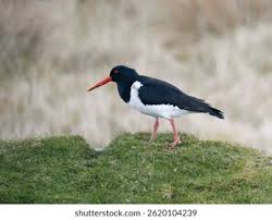 Attēlu rezultāti vaicājumam “Haematopus ostralegus”