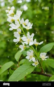 Attēlu rezultāti vaicājumam “Padus avium leaf”
