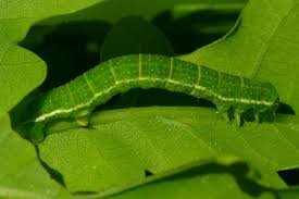 Attēlu rezultāti vaicājumam “Epirrita sp.”