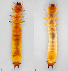 Attēlu rezultāti vaicājumam “Pyrochroidae imago”