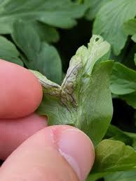 Attēlu rezultāti vaicājumam “Urocystis anemones spores”