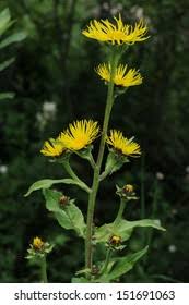 Image result for Inula hirta