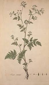 Attēlu rezultāti vaicājumam “Anthriscus”