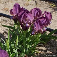 Attēlu rezultāti vaicājumam “Iris rosenbachiana”