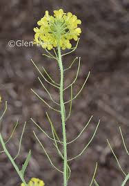 Attēlu rezultāti vaicājumam “Sisymbrium loeselii flower”