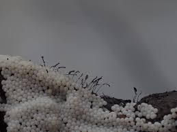 Attēlu rezultāti vaicājumam “Stemonitis lignicola stalked”