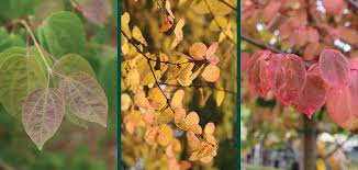 Attēlu rezultāti vaicājumam “Cercidiphyllum japonicum flower”