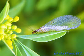 Attēlu rezultāti vaicājumam “Chrysopidae”