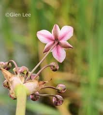 Attēlu rezultāti vaicājumam “Butomus umbellatus bud”