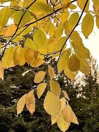 Attēlu rezultāti vaicājumam “Cladrastis kentukea”