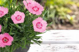 Image result for Dianthus gratianopolitanus