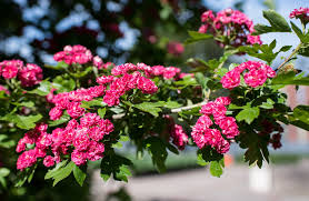 Attēlu rezultāti vaicājumam “Crataegus laevigata flower”