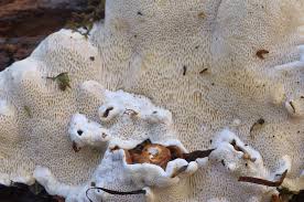 Attēlu rezultāti vaicājumam “Heterobasidion parviporum”