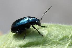 Attēlu rezultāti vaicājumam “Alticinae”