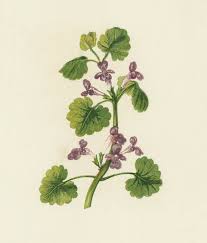 Image result for Glechoma hederacea