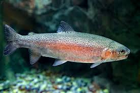 Image result for Oncorhynchus mykiss