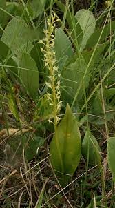 Attēlu rezultāti vaicājumam “Malaxis monophyllos leaf”