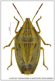 Attēlu rezultāti vaicājumam “Aelia acuminata”