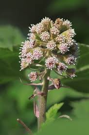 Attēlu rezultāti vaicājumam “Petasites hybridus flower”