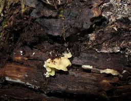 Attēlu rezultāti vaicājumam “Flaviporus citrinellus”